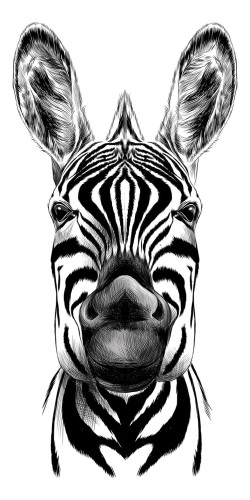 NAKLEJKA na DRZWI MEBLE OKLEINA 100x200 ZEBRA