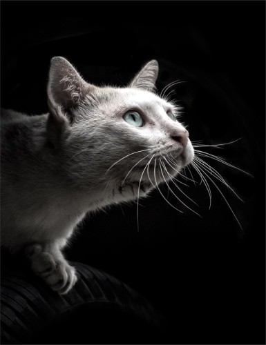 bc3eafd14f5e374ba0bfb25d978d03be
