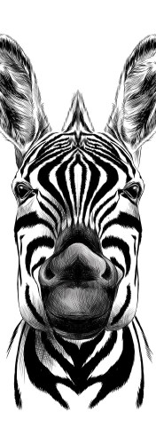 NAKLEJKA na DRZWI FOTOTAPETA 70x200 ZEBRA