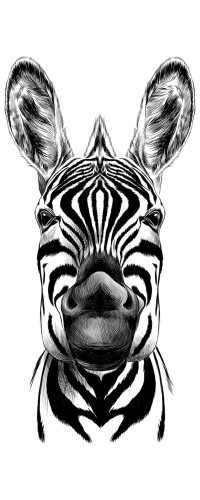 NAKLEJKI NA ŚCIAN? FOTOTAPETA 113x250 ZEBRA