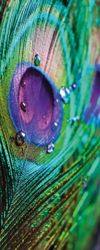 FOTOTAPETA NA ŚCIANĘ NAKLEJKA 120x300 PTAK