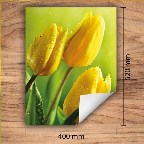 Mata ochronna na kuchenkę indukcyjną 40x52 cm - Mata antypoślizgowa na blat - Płyta ochronna zwijana - Dekoracja do kuchni - Więcej miejsca - Tulipany Żółta